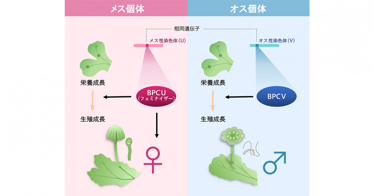 半数体生物の性染色体上の性決定遺伝子を解明 －コケがもつ現生生物最