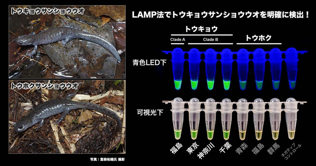 希少種のサンショウウオの簡易DNA判別が可能に −違法売買防止への