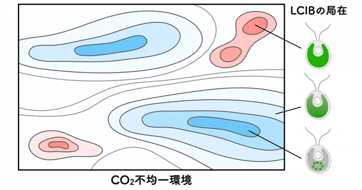 葉緑体タンパク質が働く場所を変化させ光合成の能力を柔軟に維持する仕組みを発見 京都大学