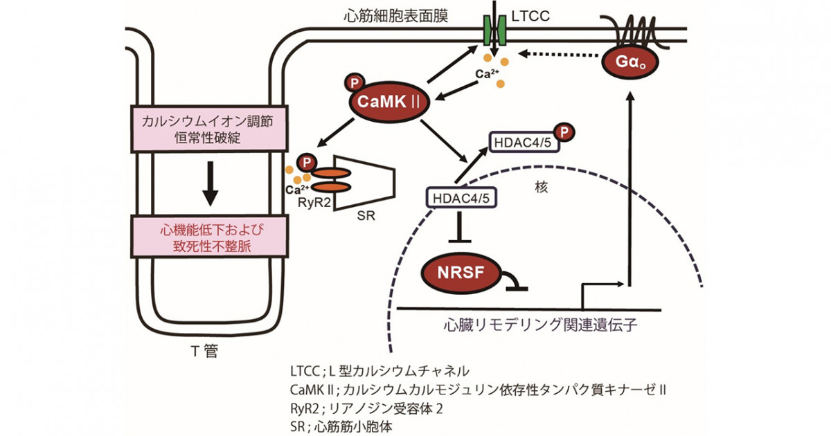 心不全の新たな発症・進展メカニズムの解明 京都大学