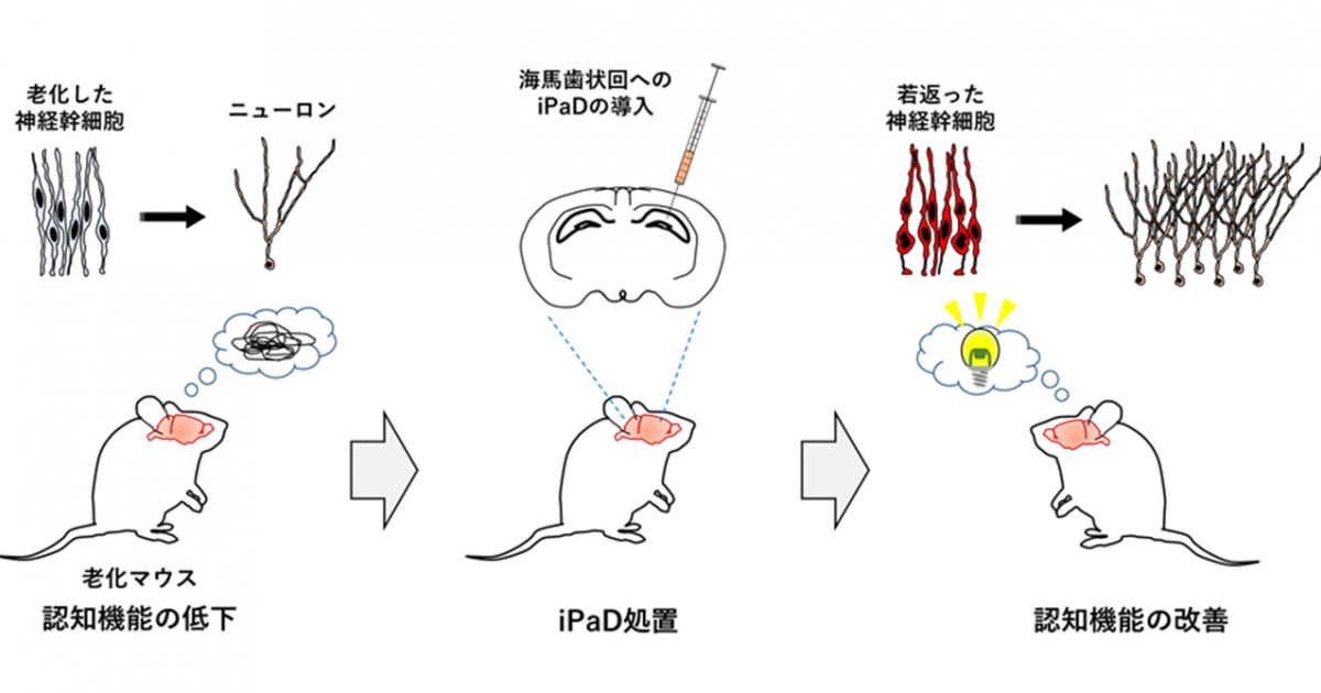 老化神経幹細胞の若返りによるニューロン産生の復活と認知機能の