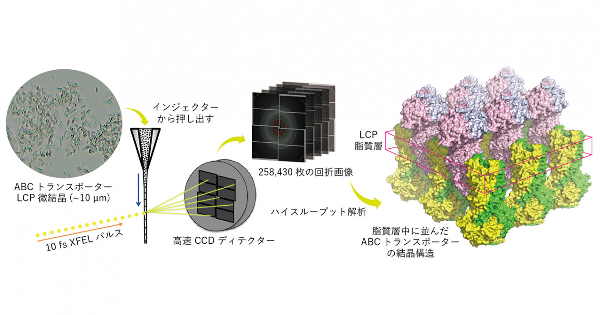 エネルギー医学の原理 : その科学的根拠 整体 ホメオパシー