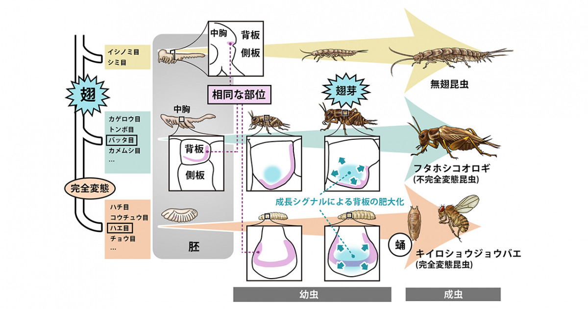 マンガで学ぶ 昆虫の進化 71Yx+XXox+L._UF350,350_QL50_.jpg