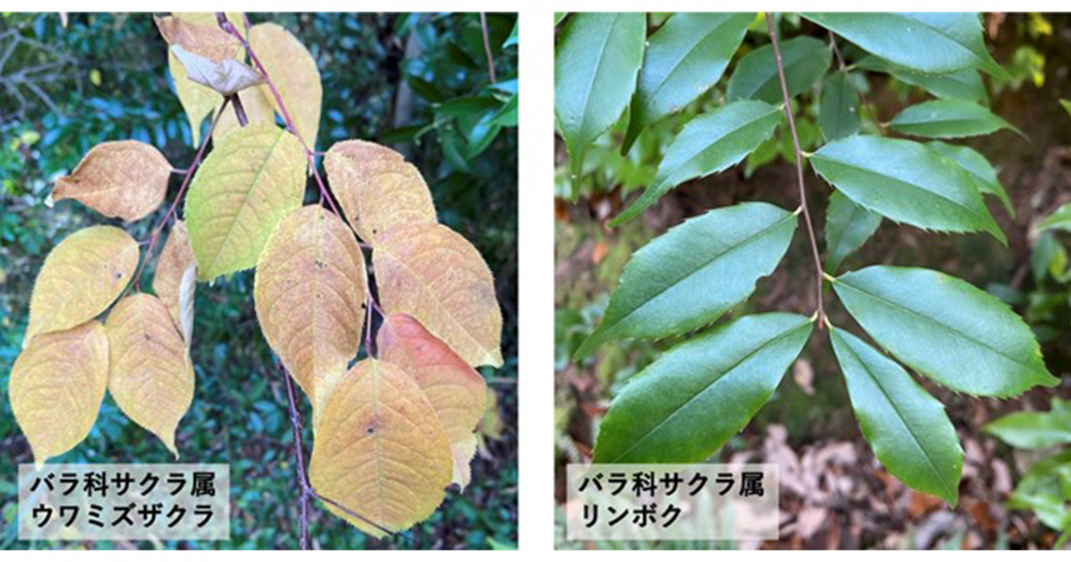 冬を耐える常緑樹と避ける落葉樹が共存する謎を解き明かす 葉の炭素の費用対効果が同等であることが鍵 京都大学