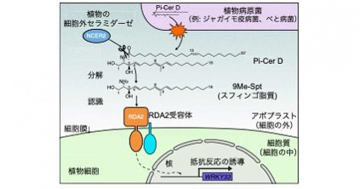 植物が病原菌特有の脂質を認識するしくみ―ジャガイモ疫病菌のスフィンゴ脂質に対する受容体の発見―