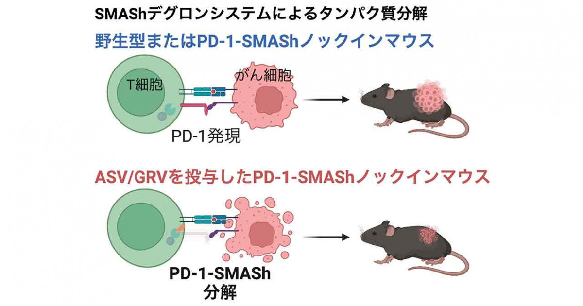 必要な時だけ標的タンパク質を壊すがん治療―薬剤投与による