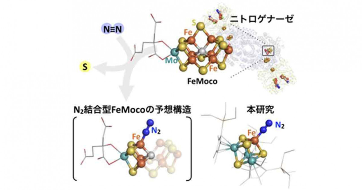 酵素を模倣した金属-硫黄化合物により窒素還元反応を実現―持続可能社会