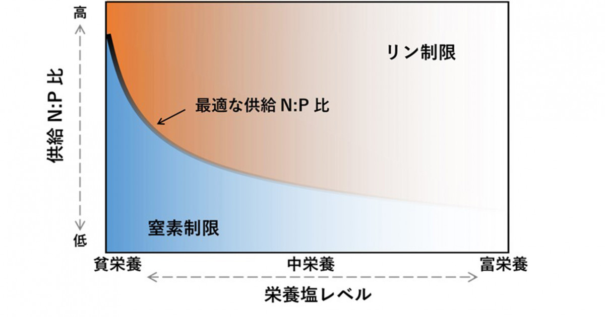 植物プランクトンの増殖に必要な窒素とリン、どちらがより重要か