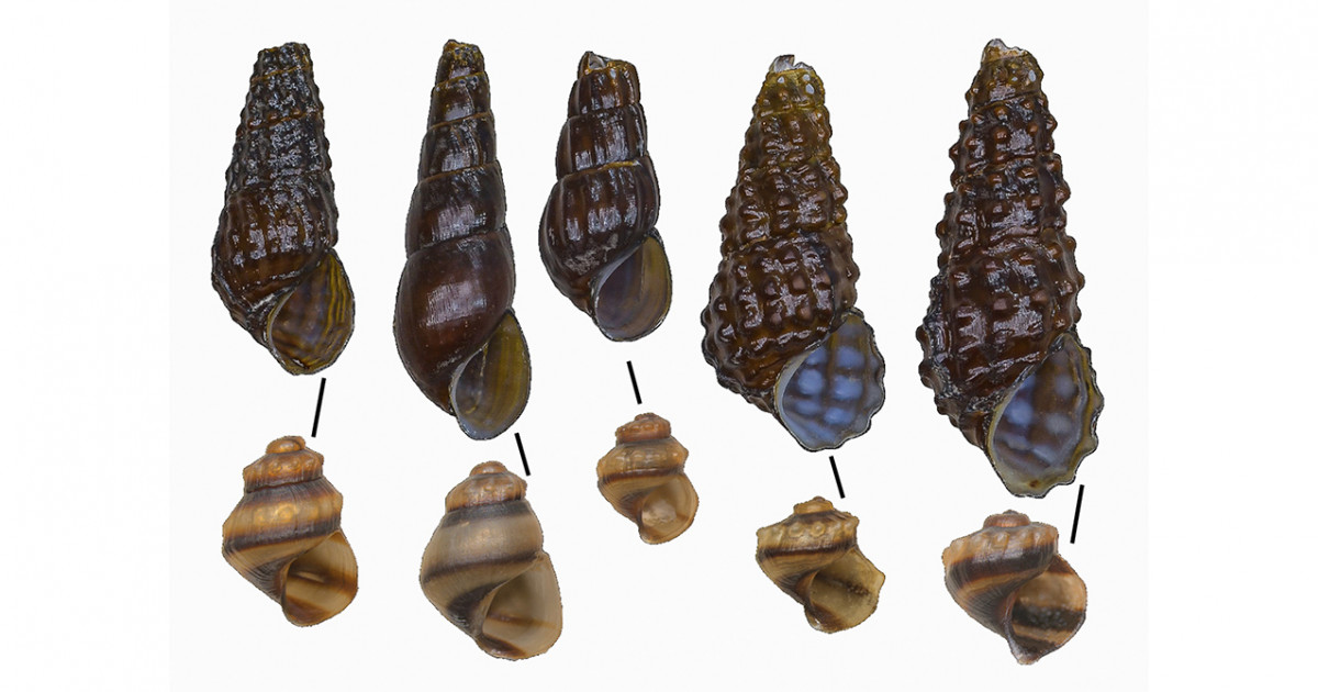 琵琶湖から現生カワニナの3新種を発見―古代湖における巻貝の種多様性を