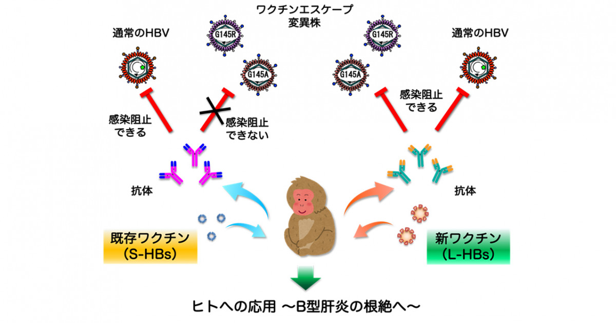 優れたB型肝炎予防ワクチン開発に成功―既存ワクチンの弱点克服へ  