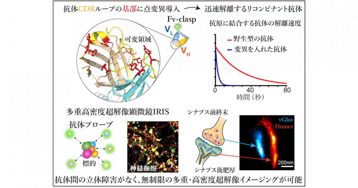 モノクローナル抗体の用途を広げる革新技術ー多重超解像可視化プローブ