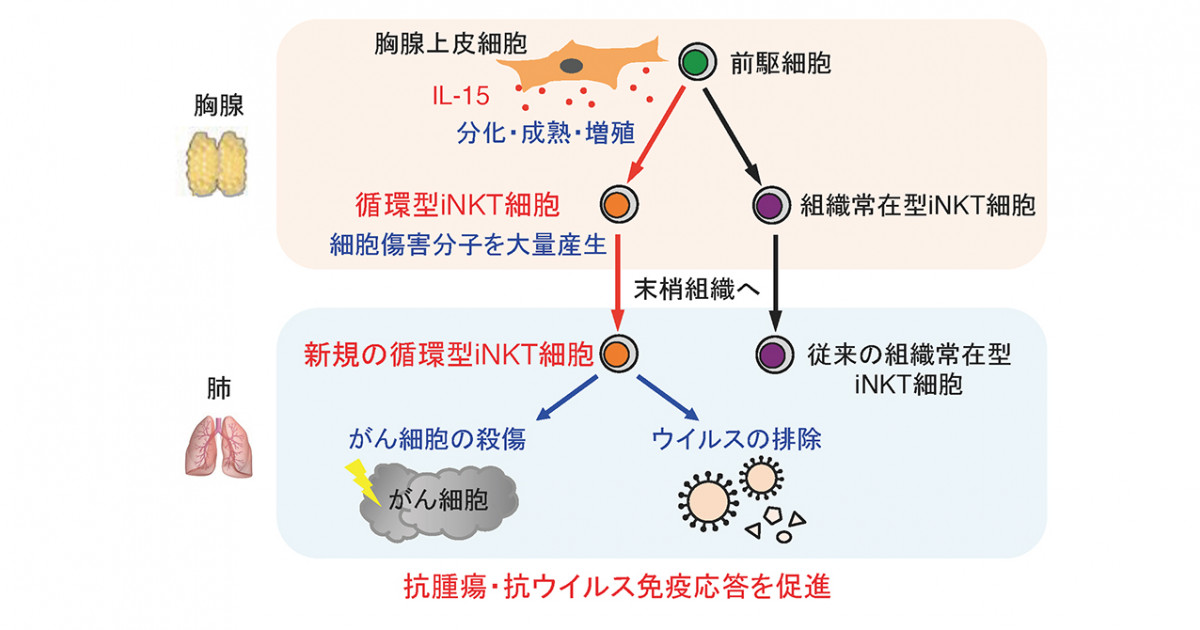 新規の循環型iNKT細胞を発見―抗腫瘍・抗ウイルス感染効果の高い免疫