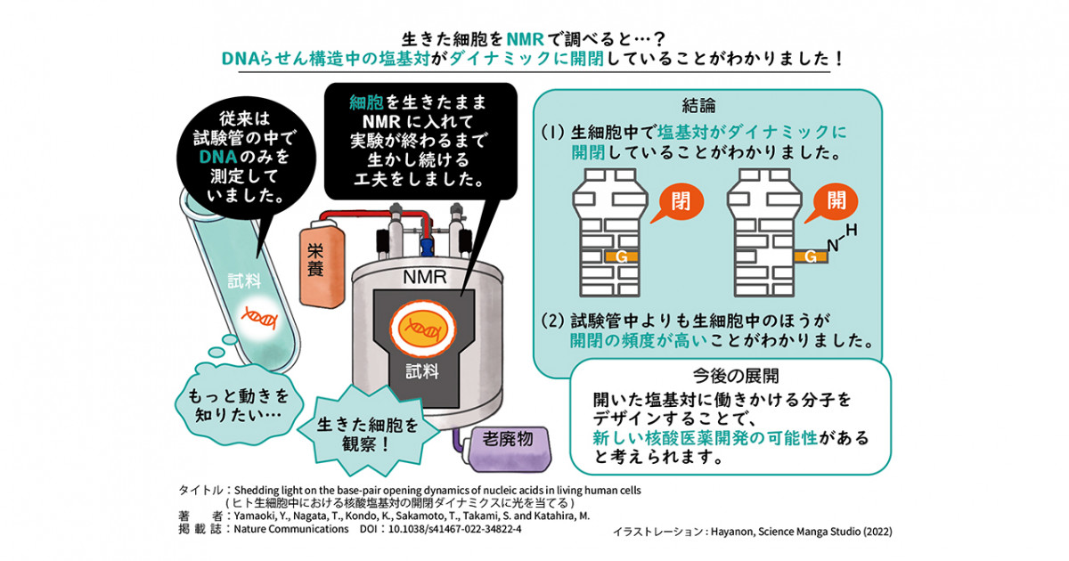 生細胞中の核酸のダイナミクスに光を当てる―生細胞中における
