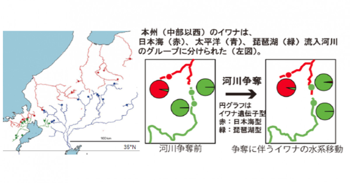 イワナゲノムの違いで地形進化を解明－日本海型・太平洋型