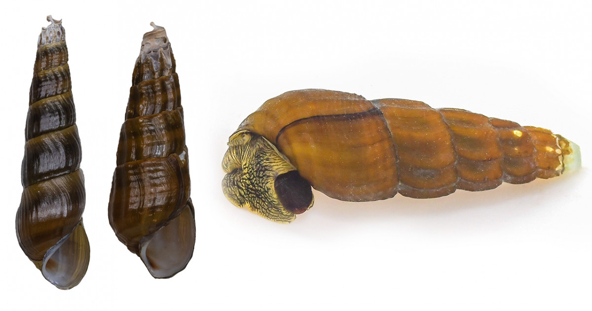 カワニナ新種　淡水貝　貝殻　標本 琵琶湖から現生カワニナの3新種を発見―古代湖における巻貝の種多様性を