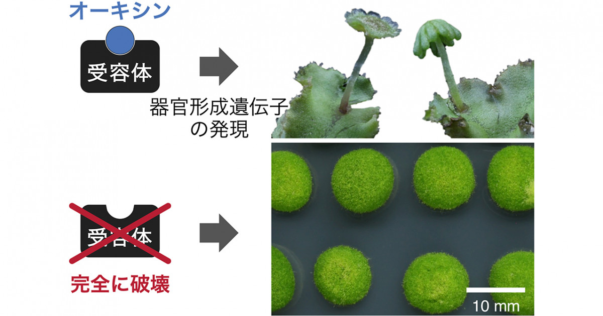 遺伝子を味方にする生き方《中古本 宗像恒次 がん うつ病