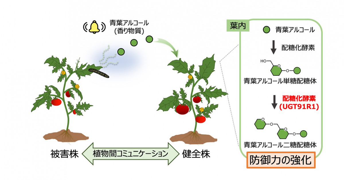 植物間コミュニケーションの仕組みを解明―受容した香りを防御物質に