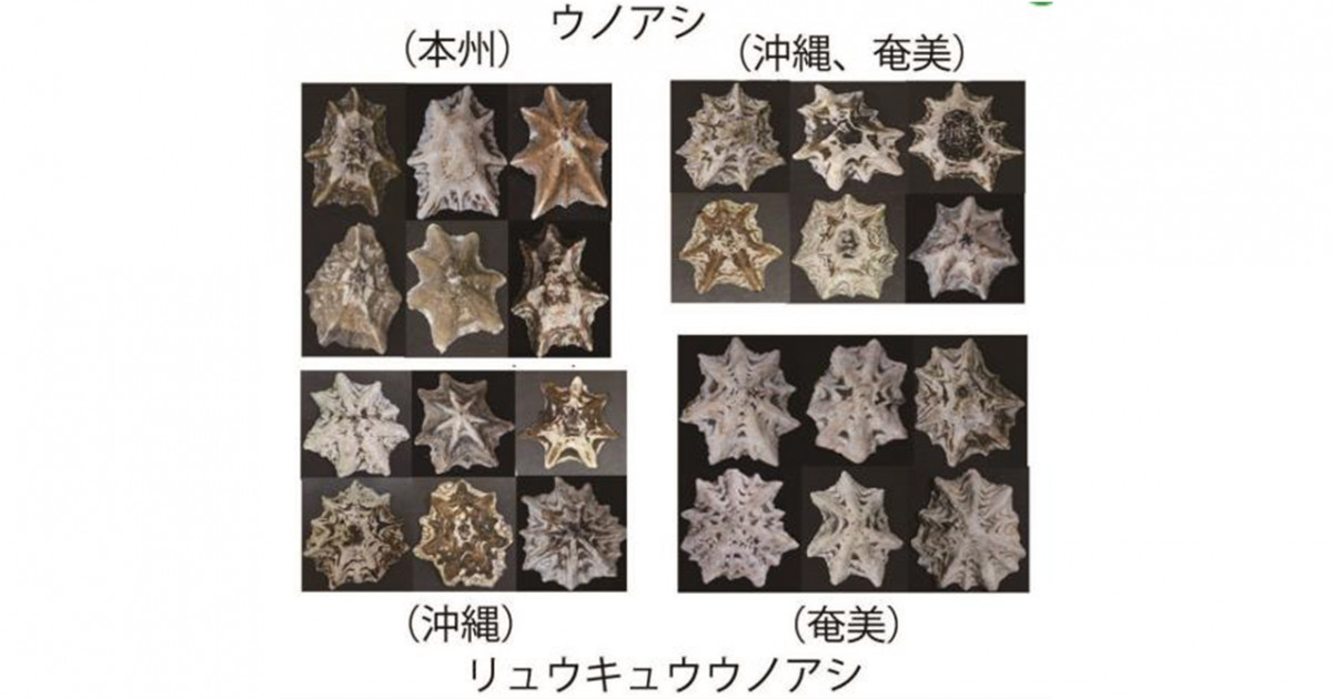 交雑帯は進化の実験場―ウノアシ種群の種分化― | 京都大学