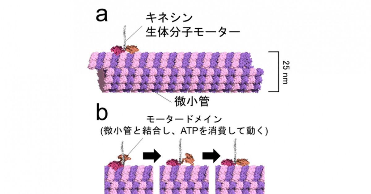種子の発芽メカニズムの解明 | 山形大学 農学部 分子細胞生化学