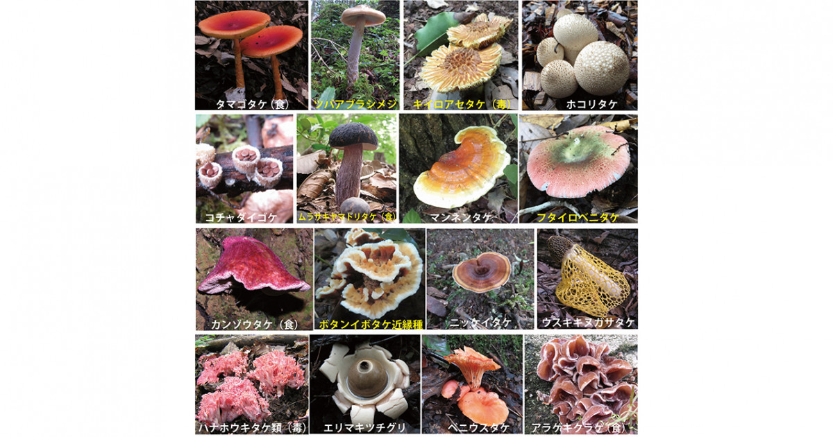 タイのキノコと大型菌類の多様性 洋書
