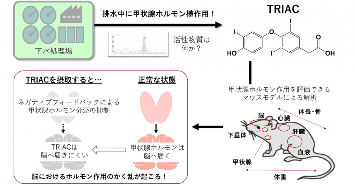 甲状腺ホルモンアナログTRIACに注意―新たな機序を介した内分泌