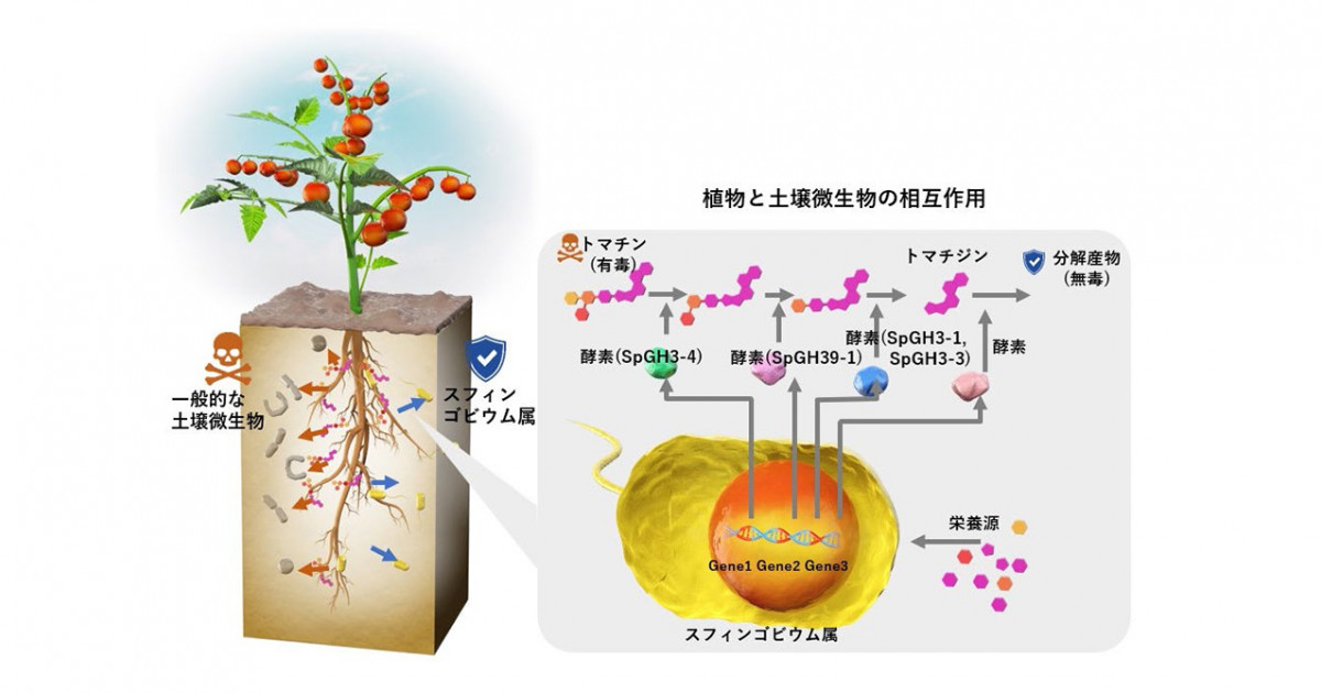 トマト根に定着する細菌からトマトの毒を分解する酵素を発見―土壌