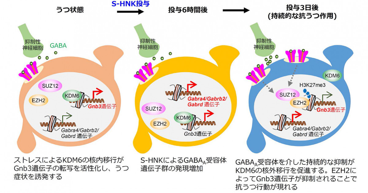 抗うつ作用に重要な脳の領域を発見―新しいうつ病治療法の開発に期待