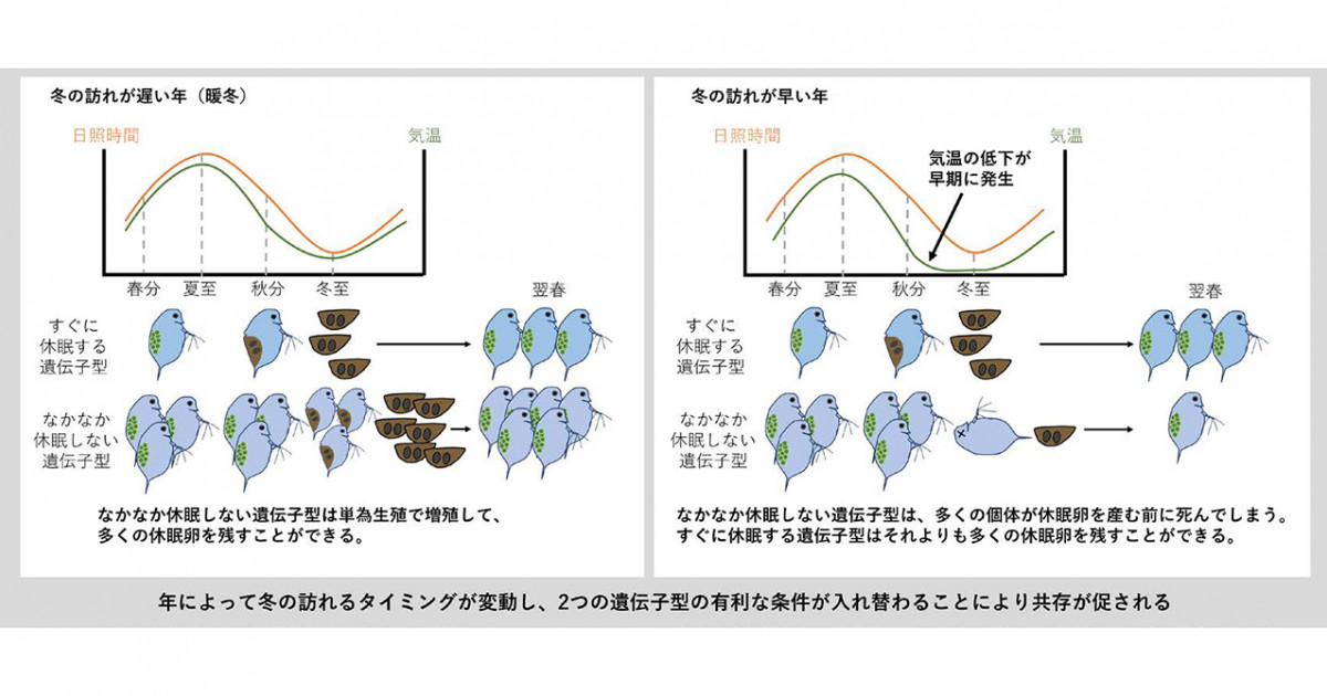 休眠しやすさの違いが維持する遺伝的多様性―異なる日長応答による