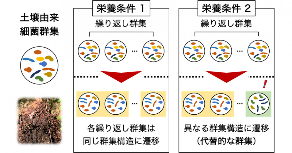 微生物叢のゆらぎと安定性 ―多種細菌群集の「代替状態」と制御可能性