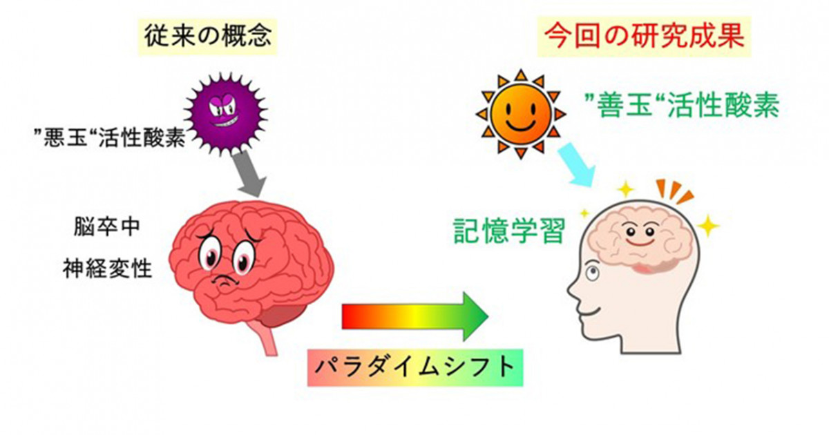 悪玉因子、活性酸素が記憶形成に必要であることを解明 ―抗酸化