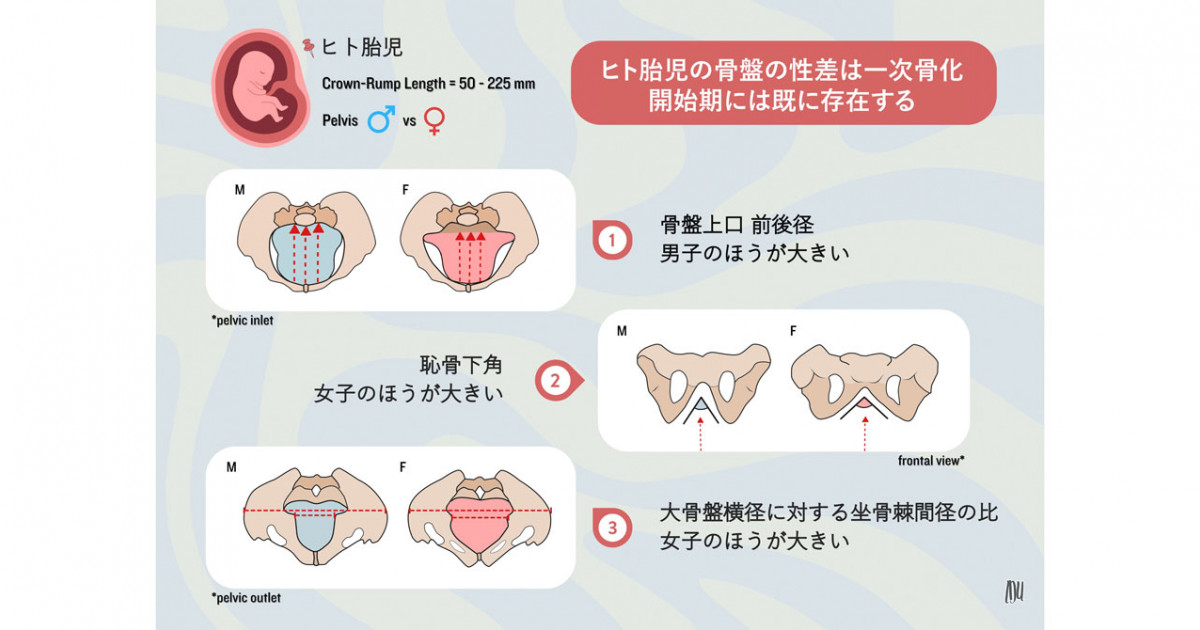 ヒト胎児の骨盤の性差は一次骨化が開始する受精後9週には既に