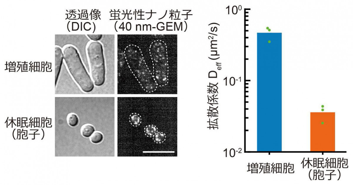 休眠細胞の目覚めの仕組みを発見〜目覚めと共に細胞質が急速に「流動化