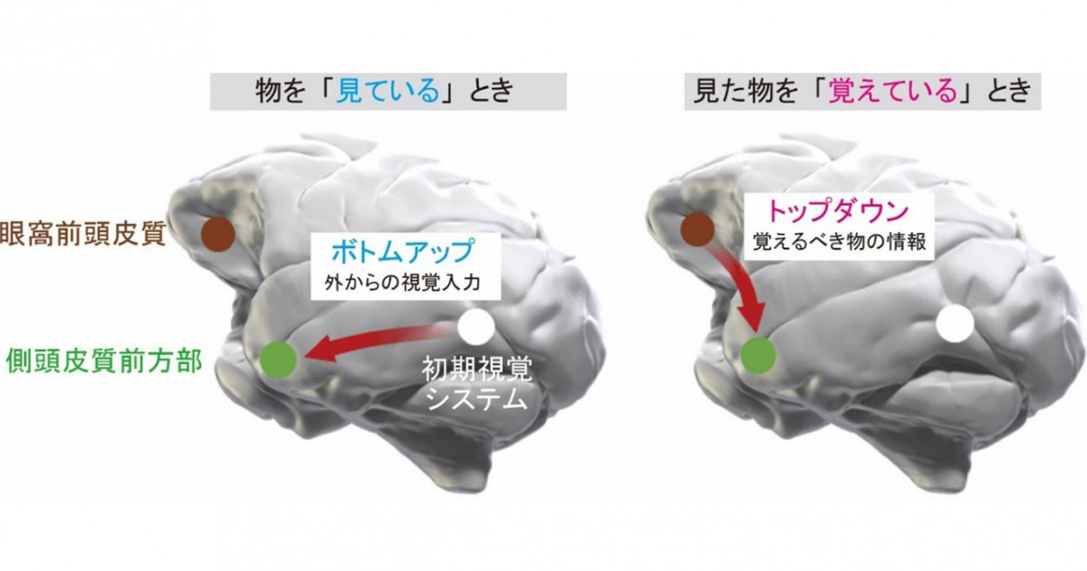 見た物の記憶を保持する霊長類の脳ネットワークとメカニズムを解明