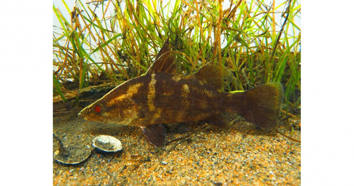 ゲノム解析から探る「幻の怪魚」アカメの進化と生存の歴史 | 京都大学