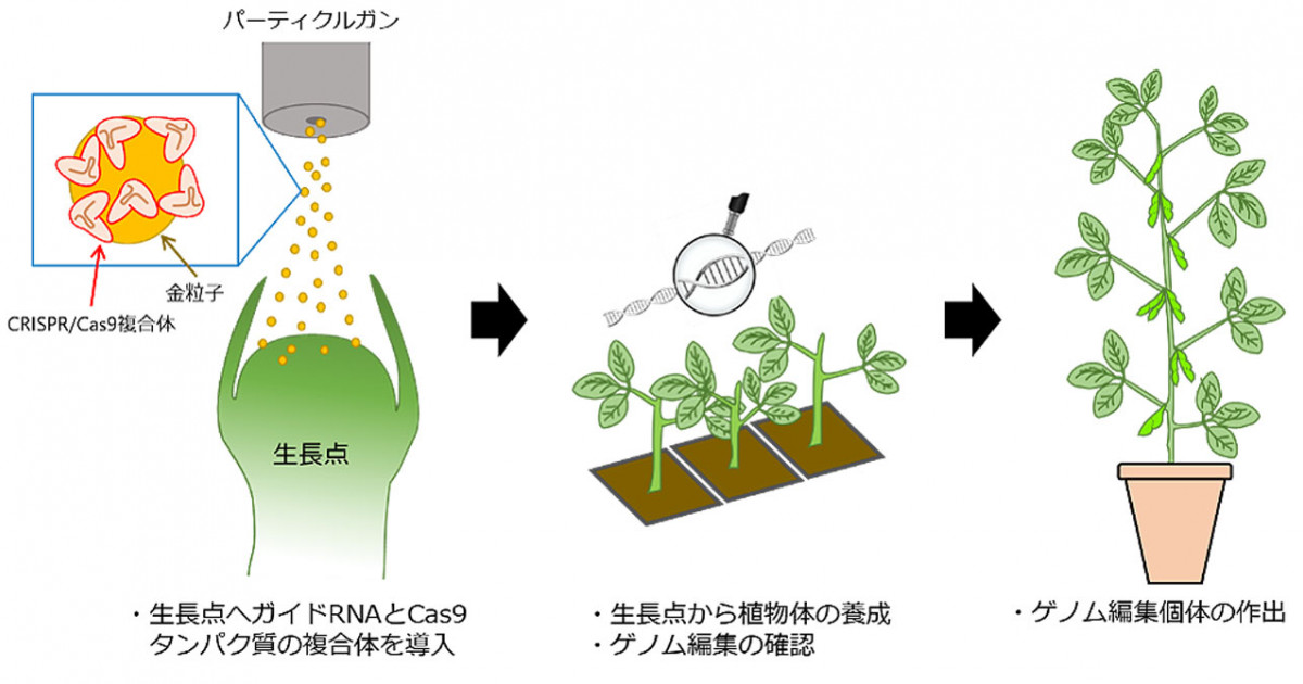 外来DNAを用いないゲノム編集にダイズで初めて成功～ダイズの迅速かつ