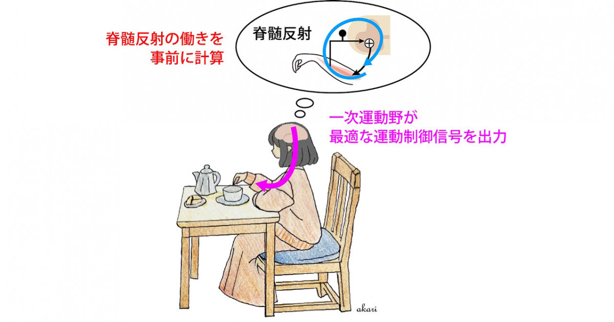 無意識的な反射を予測して、身体の動きを制御している―運動制御の新た