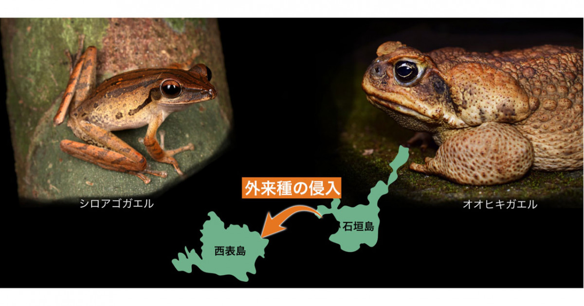カエル水泳きょうしつ AIによる外来カエル類の自動検出法の開発―世界自然遺産・西表島への