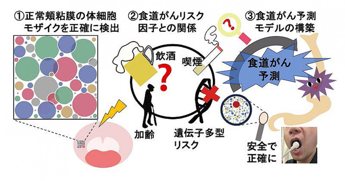 頬粘膜における体細胞モザイクの解明と安全で正確な食道がん予測モデル