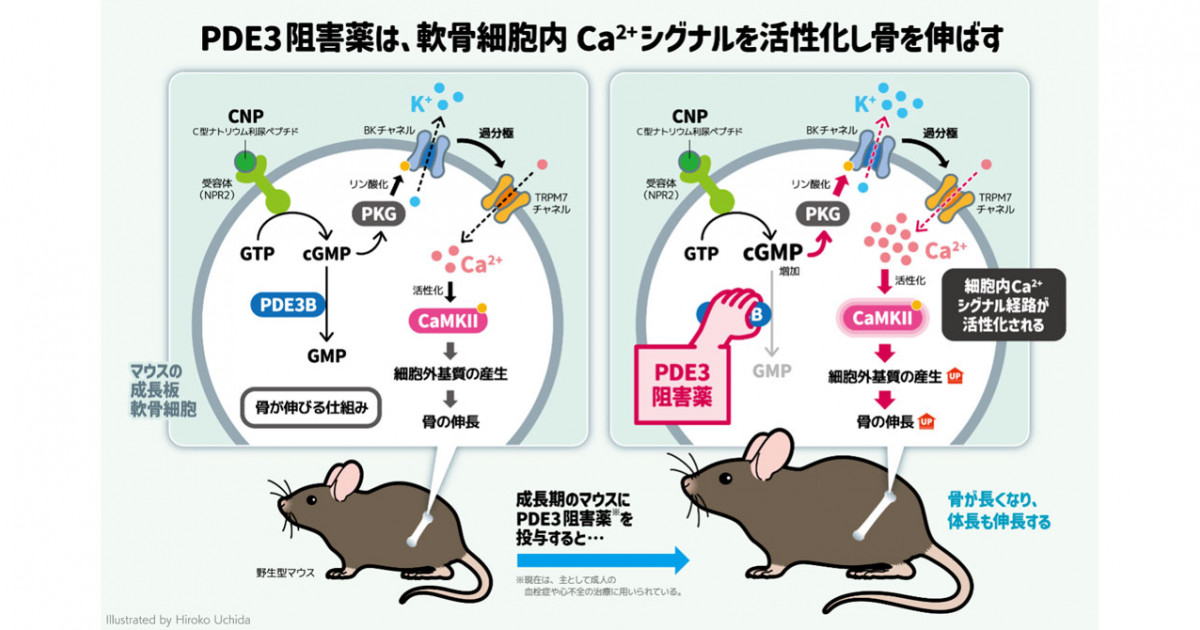 抗血小板薬が骨を伸ばす―ホスホジエステラーゼ3阻害薬が軟骨細胞