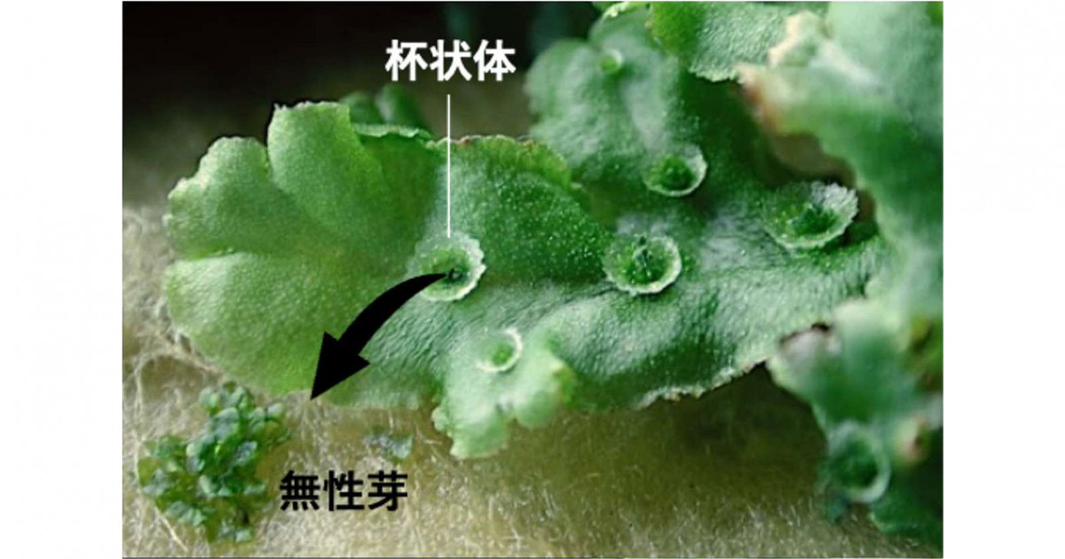 コケ植物の栄養繁殖と有性生殖の両方に必要な鍵制御因子を発見