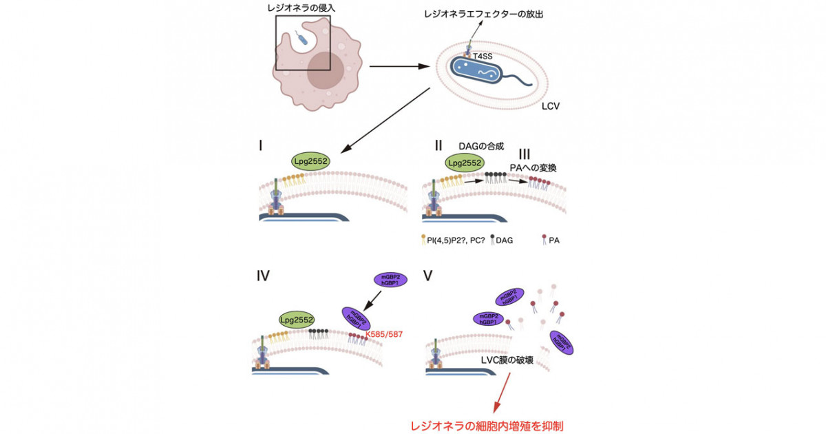 細胞内において自己・非自己の境界線を決定する分子パターンの発見~自己由来成分の病原体含有液胞をセルオートノマス免疫系が捕捉するメカニズムの解明 ...