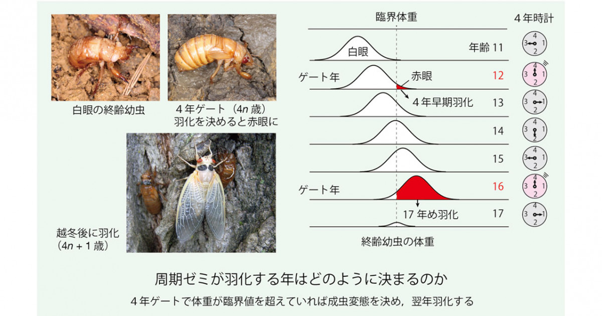 17年ゼミはどう羽化のタイミングを決めているのか？―野外調査による4年