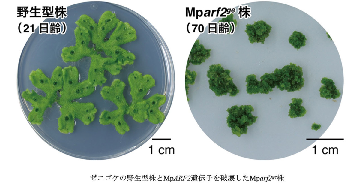 植物の永続的な成長を支える分子機構を解明～成長点の司令塔を担う転写
