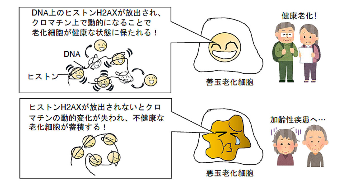 悪玉老化細胞を見分けて健康老化へ―悪玉老化細胞抑止のメカニズム 悪玉老化細胞を見分けて健康老化へ―悪玉老化細胞抑止のメカニズム