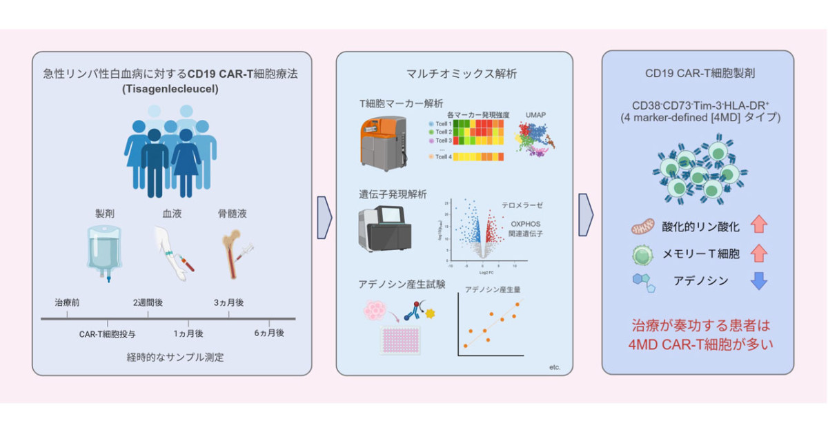 CAR-T細胞療法のバイオマーカーを発見―急性リンパ性白血病の治癒率向上