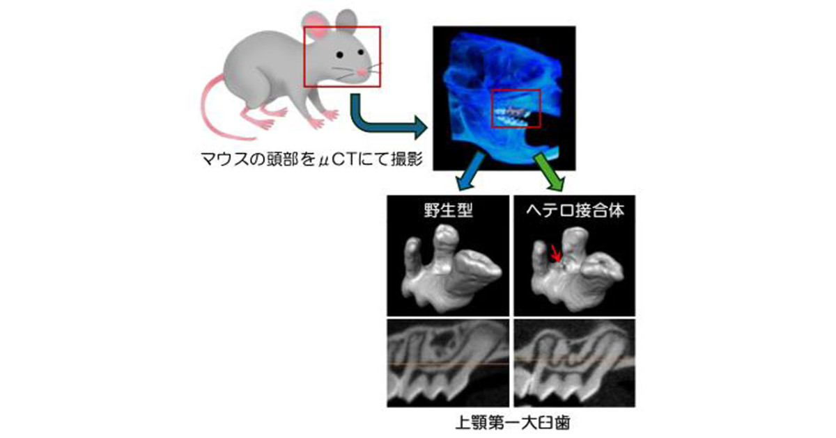 2602_eye_Sakuma-