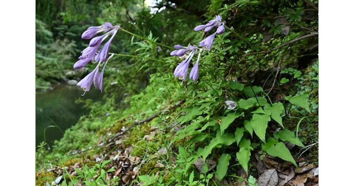 新種のギボウシ属植物を発見―他種と混同されていた高知県の集団を新種