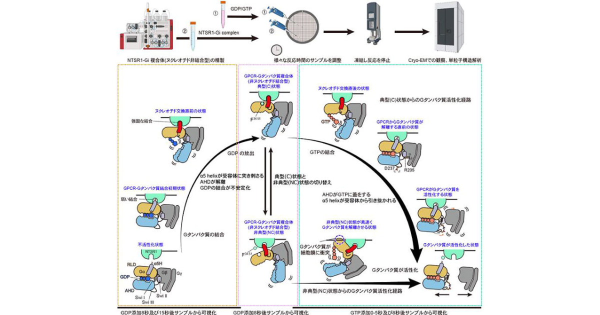 受容体の活性化サイクルの網羅的可視化―時間分解構造解析により明らか