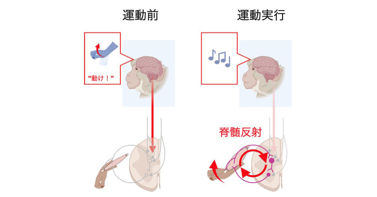 巧みな手の動き」の主役は脊髄だった—随意運動制御における脊髄反射
