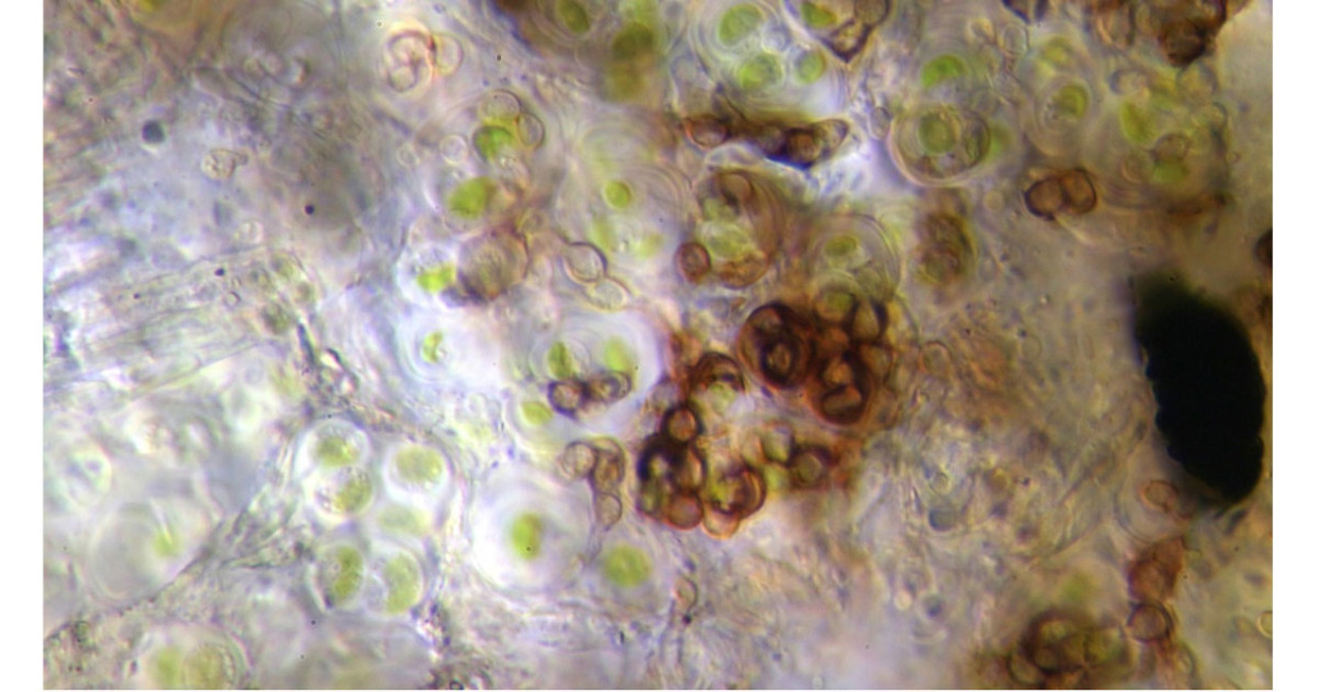 謎の藻類共生性菌類の84年振りの再発見―独自に藻類と共生した新科新属